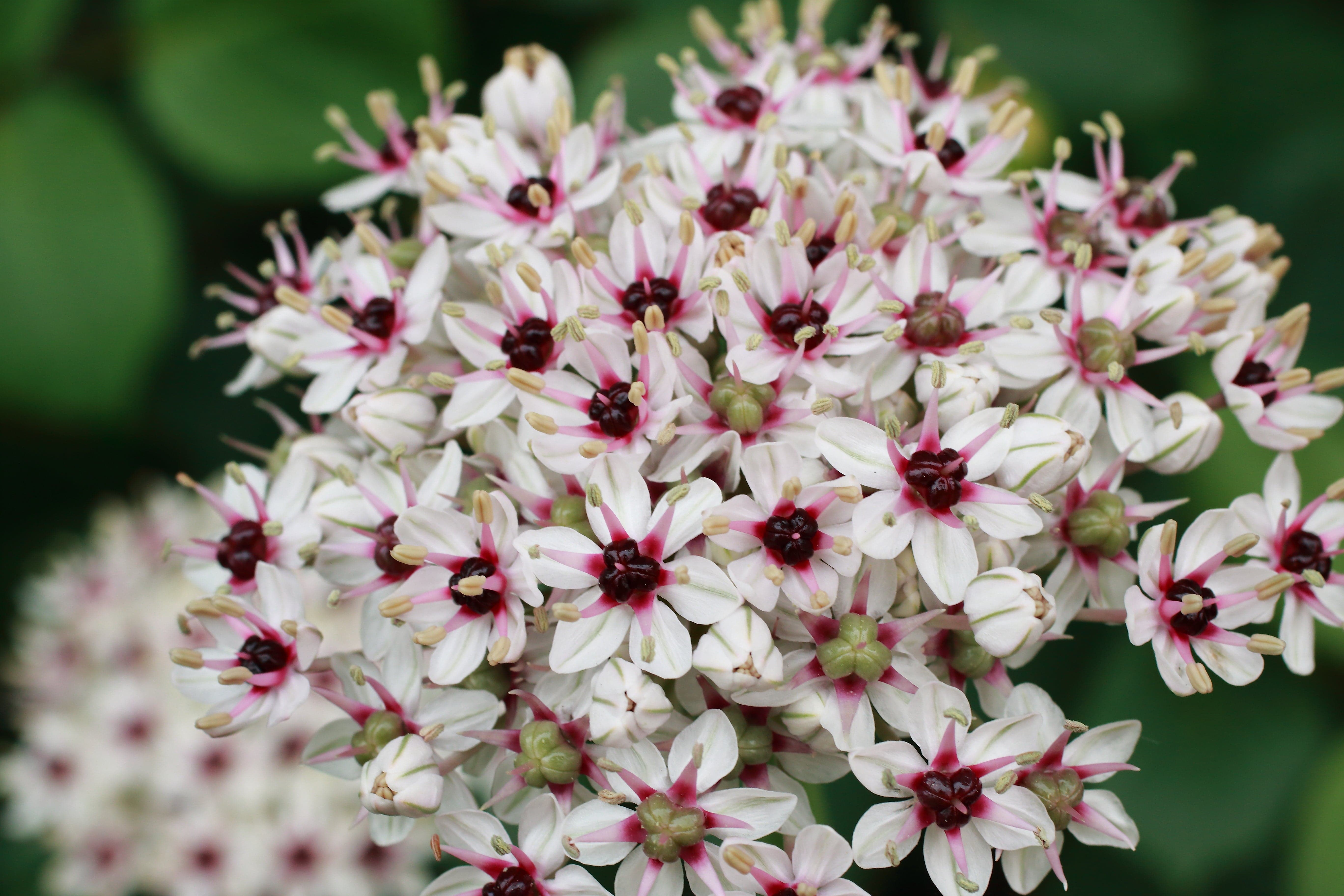 Allium 'Silver Spring'